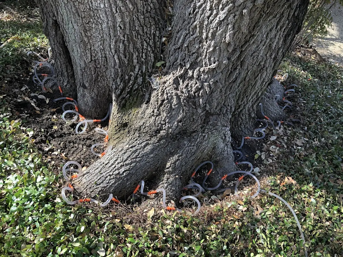 Detailed Tree Cabling and Bracing job site in Texarkana