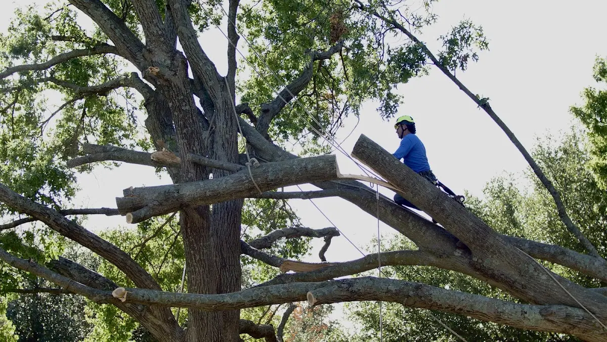 Professional Crown Thinning performed by certified arborists in Texarkana
